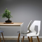 Minimal interior design featuring a bonsai on a table