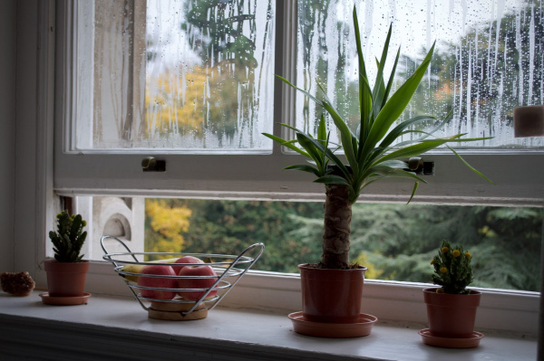 Plants under open window 