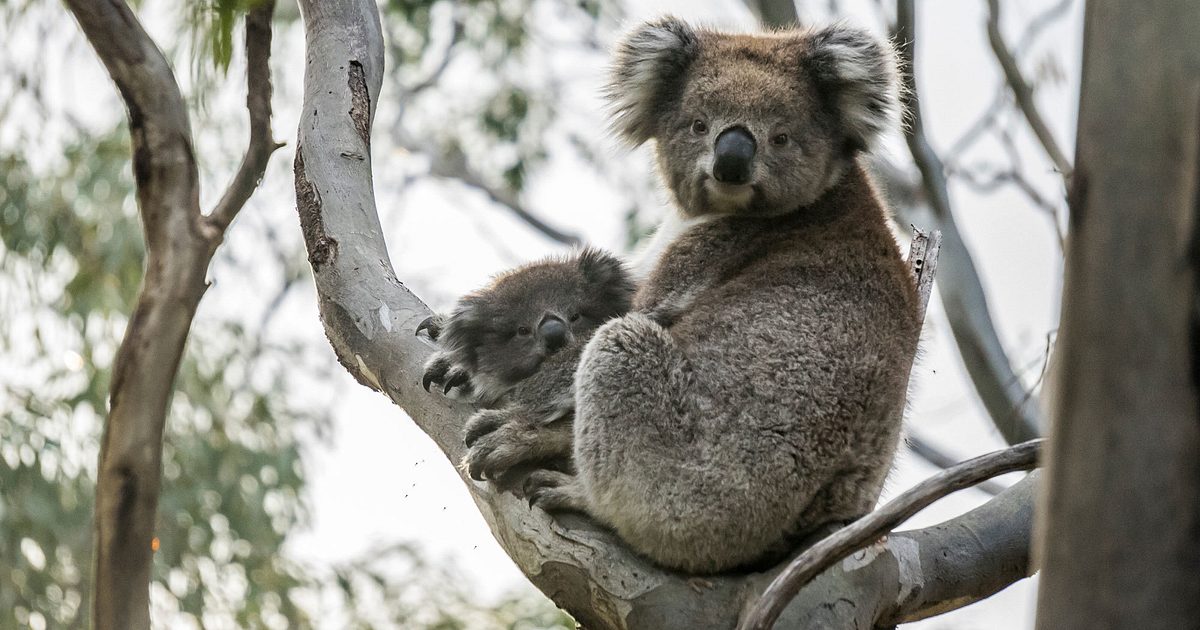Care For Us - Koala